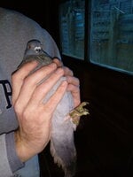 IMG_20190301_175715.jpg
