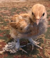 IMG_ChickA.jpg IMG_ChickA.jpg