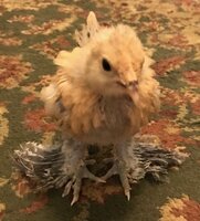 IMG_ChickB.jpg IMG_ChickB.jpg