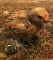IMG_ChickC.jpg IMG_ChickC.jpg