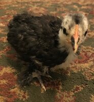 IMG_ChickD.jpg IMG_ChickD.jpg