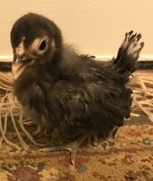IMG_ChickE.jpg IMG_ChickE.jpg