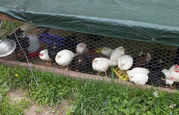 From Chicken Hobby to Chicken Business in 4 Years