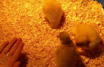 Raising ducklings to be happy healthy ducks: