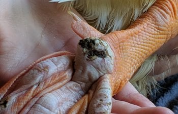 Treating bumble foot in ducks: