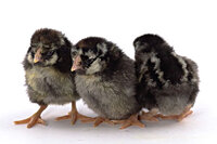 chicks_silver_laced_wyandotte1.jpg