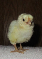 cc chick 3.jpg