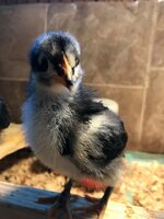 Chicks2wk3.jpg