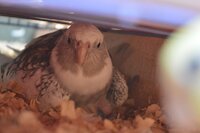 Hawkmoth on nest.jpg