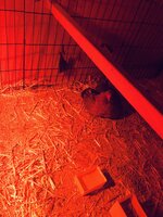 IMG_0095.jpeg
