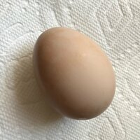 E;sa's first egg.jpg