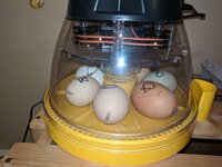 IMG_20190308_195328.jpg