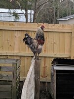 IMG_20190309_175959.jpg