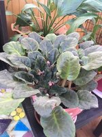 African Violet.JPG
