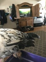 F9FF5C01-7E86-4800-8EBB-6DE514DAFB57.jpeg