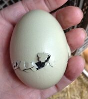 easter egger opening.jpg