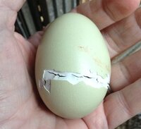 easter egger opening 2.jpg