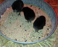 three chicks eating.jpg