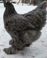 040E83DF-346B-4183-8A8B-730081C525DD.jpeg