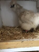 D33270B1-0755-4EF6-9C55-4ABC3C0B3868.jpeg