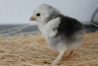 Light-Brahma-Banty-Chick.jpg