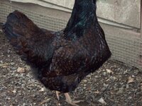DL brown hen (2).JPG