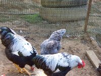 silver males and a DL blue hen.JPG