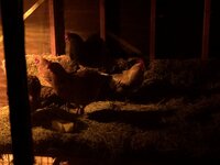 IMG_0124.jpeg