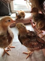 baby chicks 041418 1.jpg