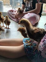 baby chicks 041418.jpg