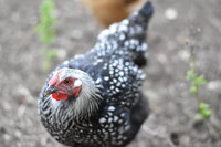 Silverlaced.JPG