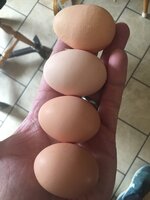 0769CC57-6C33-43F3-A811-C4627BA0D1F6.jpeg