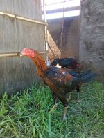 Thai Hybrid.jpg
