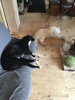 85951363-D21D-47A2-86AD-502381E5F8FC.jpeg