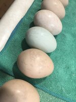 55A3933B-0300-4A3C-9759-6E7E9F6CC6F4.jpeg
