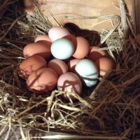 eggs in nest.jpg