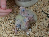11 and 13 days old.jpg