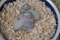 12 and 14 days old.jpg