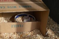 17th March new nest.jpg