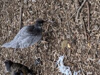 IMG_20190318_173901.jpg