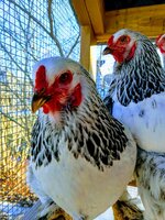 chicken1.jpg