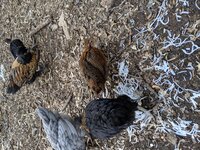 IMG_20190318_174347.jpg