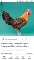 Screenshot_20190320-163603_Google.jpg