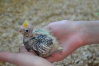 Older chick at 18 days old.jpg