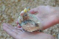 Younger chick at 16 days old.jpg