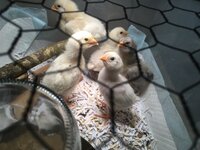 56D0FCDF-DC8D-4EAE-A7B0-6634B2BD1FCD.jpeg