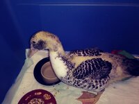 quacky 3.jpg