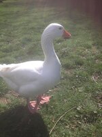 image.jpeg