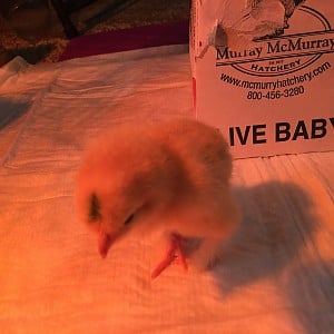 My free random chick