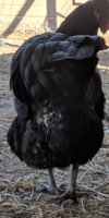 Screenshot_20190323-160151.png